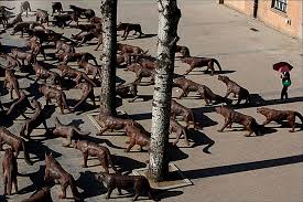 wolves coming napoli