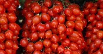 napoli cibo mangiare pomodori