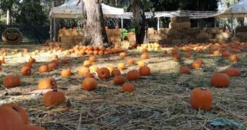 napoli halloween 2022